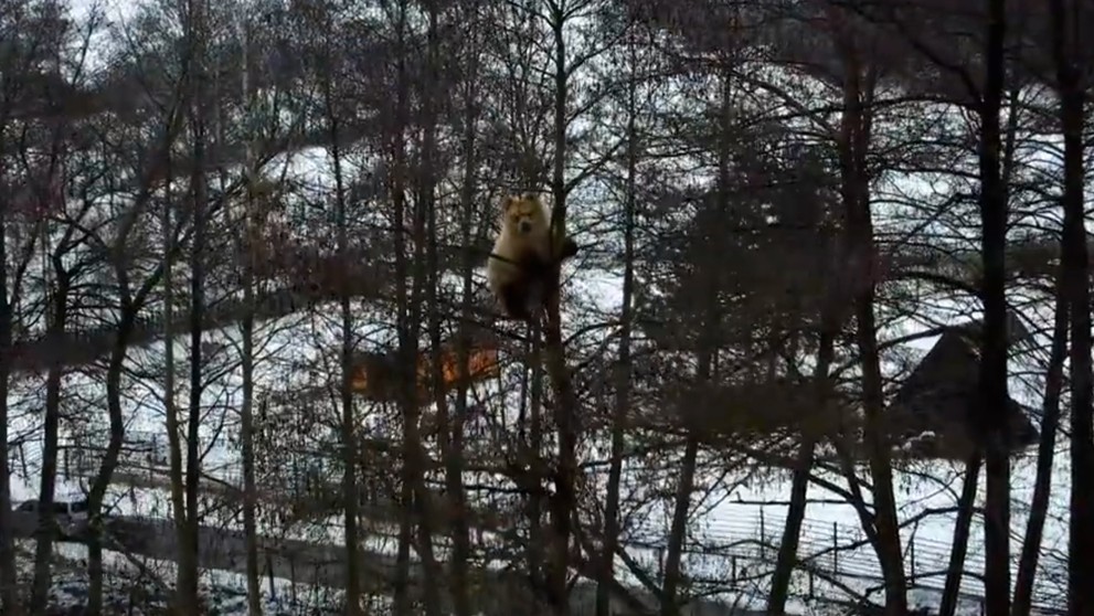 Medvieďa uviazlo na strome.