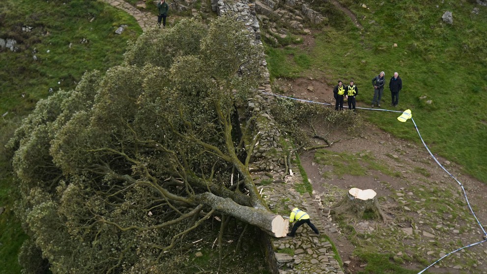 Policajti sa pozerajú na takmer 200-ročný javor horský, ktorý zoťal 16-ročný mladík na mieste zvanom Sycamore Gap.