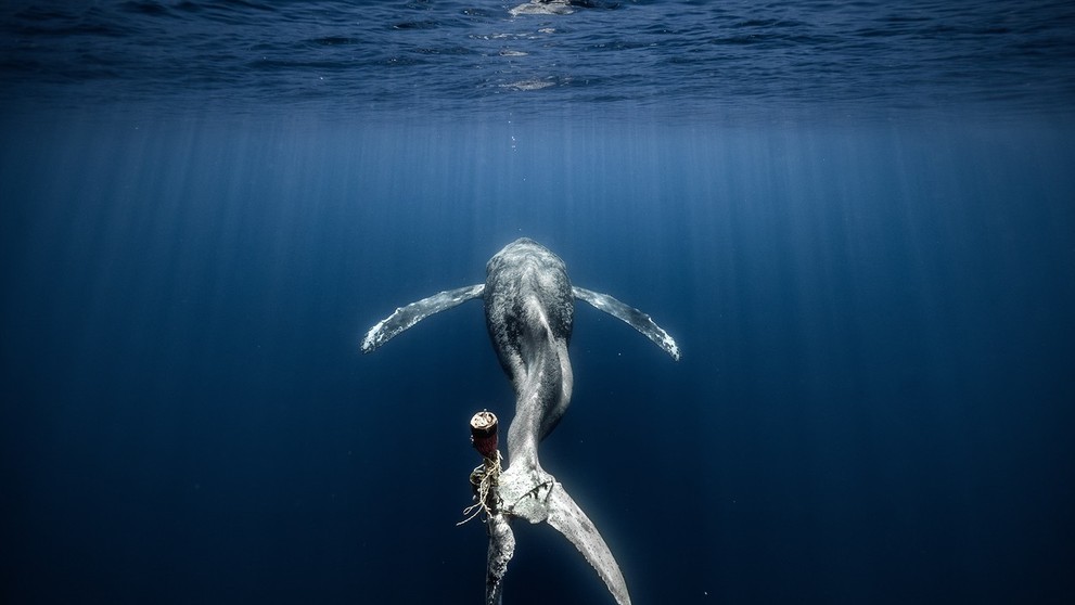 3. miesto: Veľryba so zmrzačenou chvostovou plutvou, ktorá sa zamotala do lana.