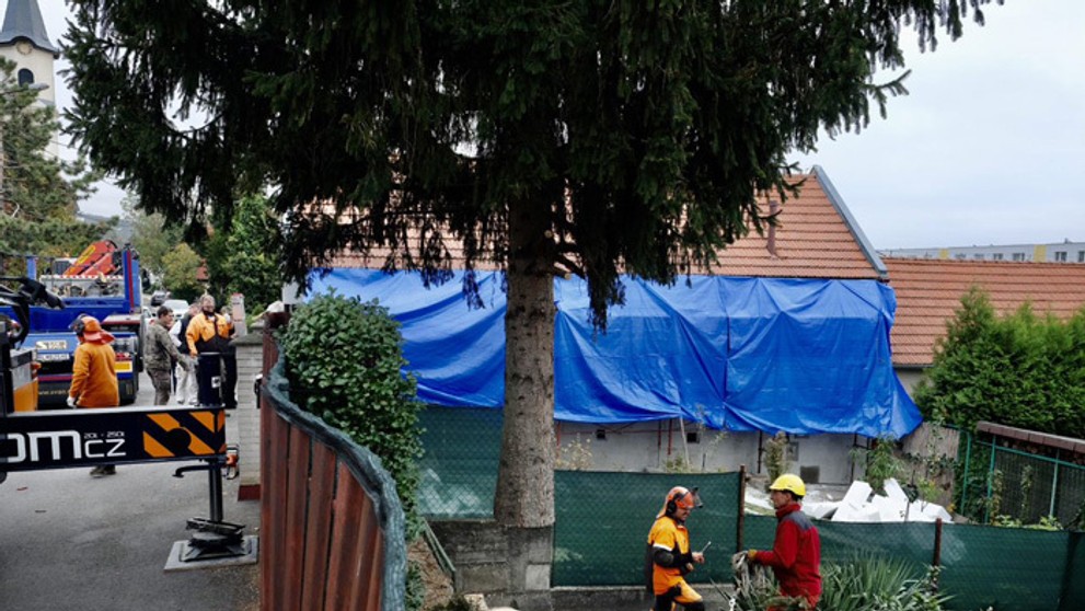 Osadený vianočný stromček na Hlavnom námestí.