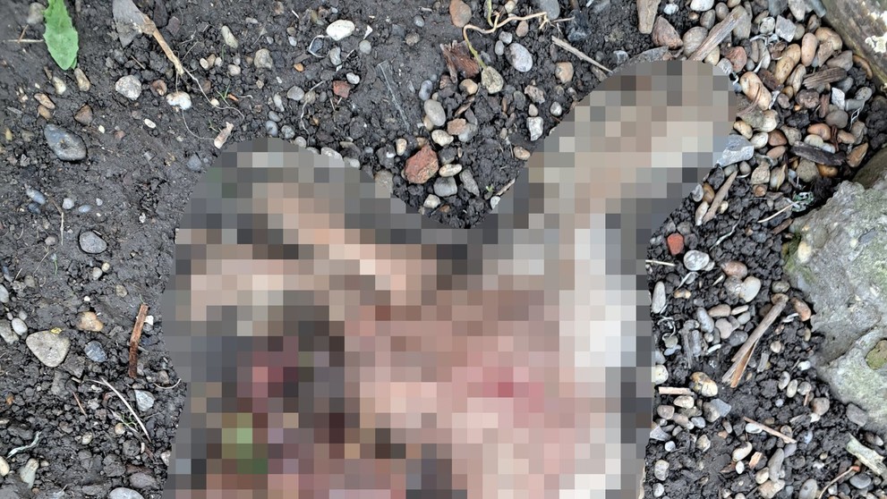 Uhynutý psík v Tvrdošovciach.