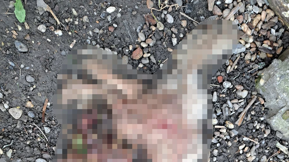 Uhynutý psík v Tvrdošovciach.