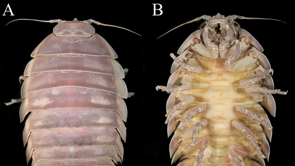 Bathynomus vaderi