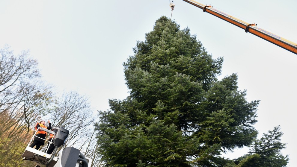 Na snímke stínanie a príprava vianočného stromčeka z Horných Orešian na presun do Bruselu