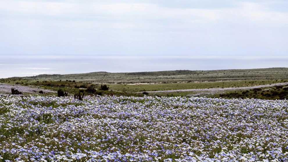 Púšť Atacama pokryli kvety.