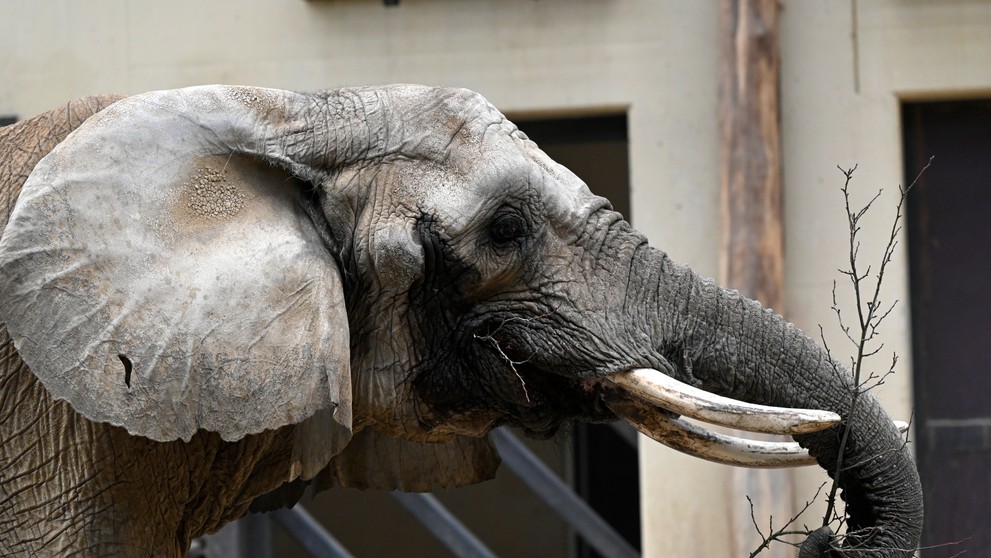 Slonica Gula v pavilóne slonov v ZOO Bojnice