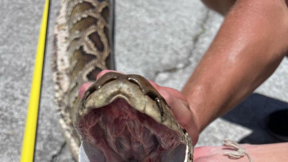 Rekordne dlhý pytón barmský.