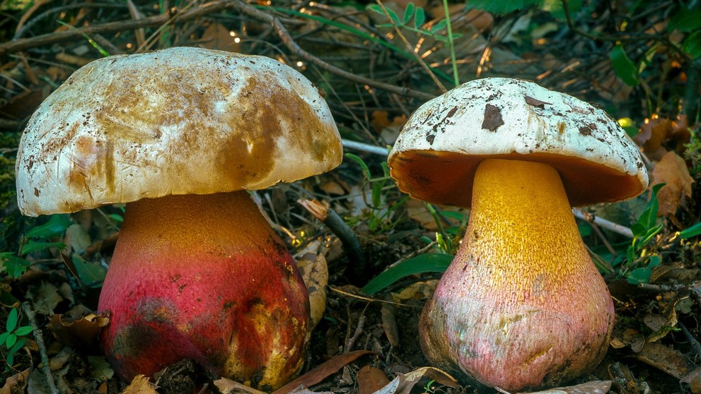 hríb satanský (lat. Boletus Satanas)