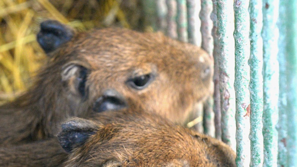 Mláďatá kapybary močiarnej v klietke.