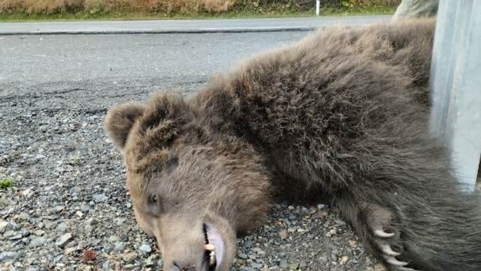Neďaleko Hybe pod kolesami auta zahynul ďalší medveď