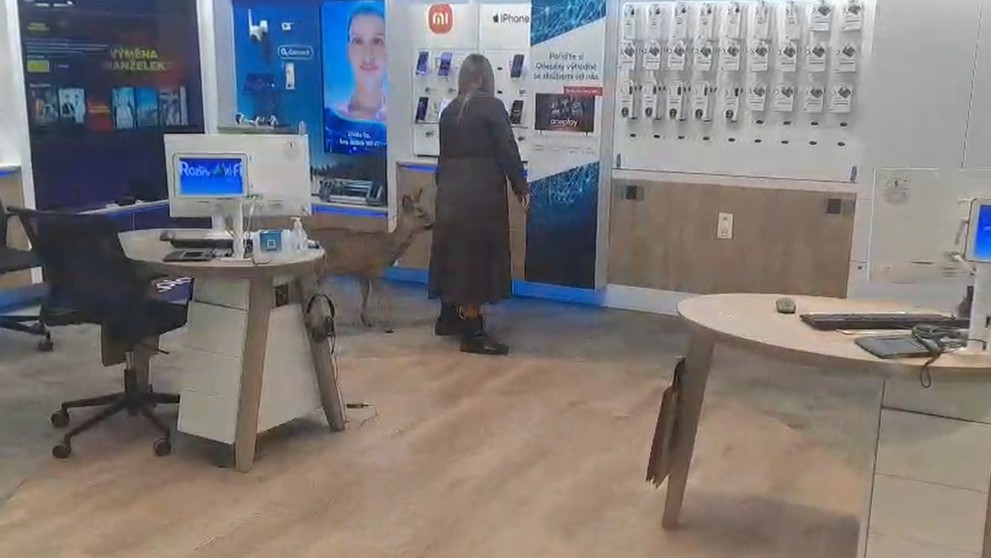 Do pardubického obchodného domu vošla srnka