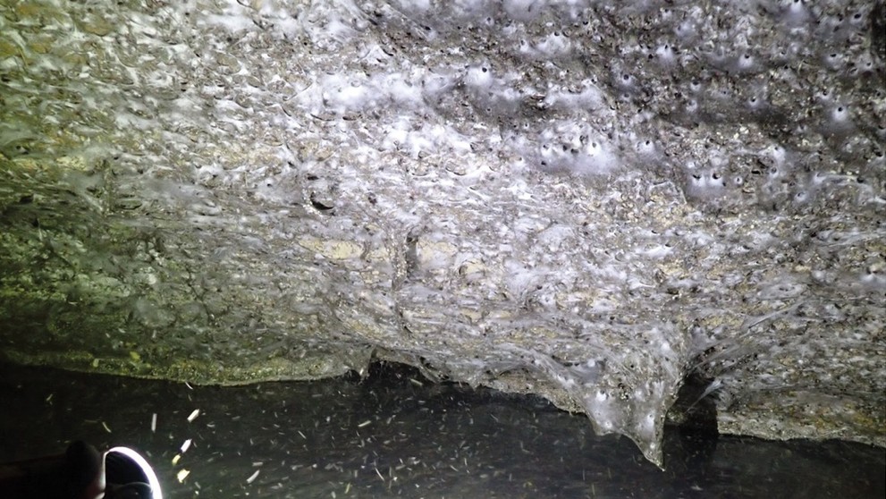 V jaskyni objavili gigantickú pavučinu.