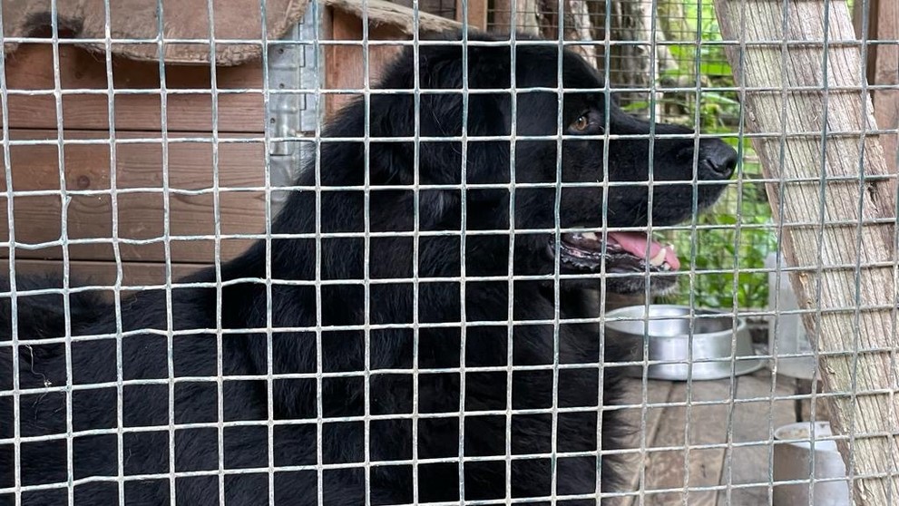 Pes zaútočil na osemročné dievčatko