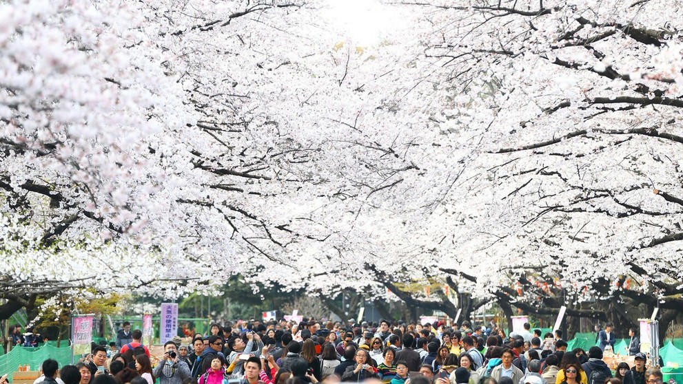 Hanami alebo japonský div sveta.