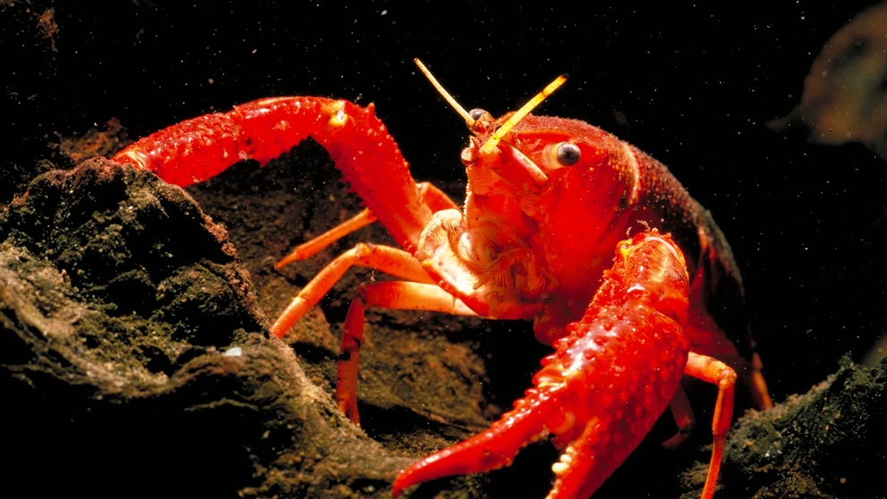 Rak červený (lat. Procambarus clarkii)