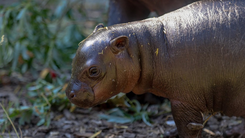 Zoo Bratislava oznámila narodenie samičky hrošíka libérijského.