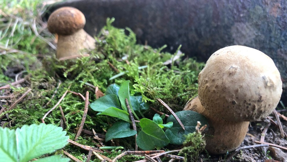 Hríby rástli v tesnej blízkosti.