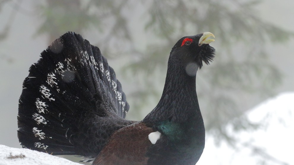 Hlucháň horný v rumunských Karpatoch
