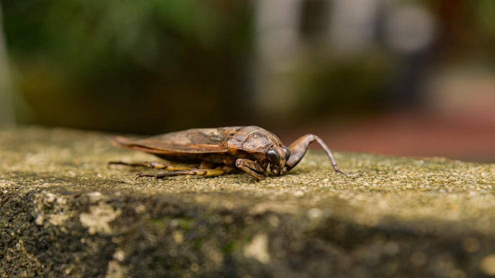 Belostóma veľká (lat. Lethocerus patruelis)