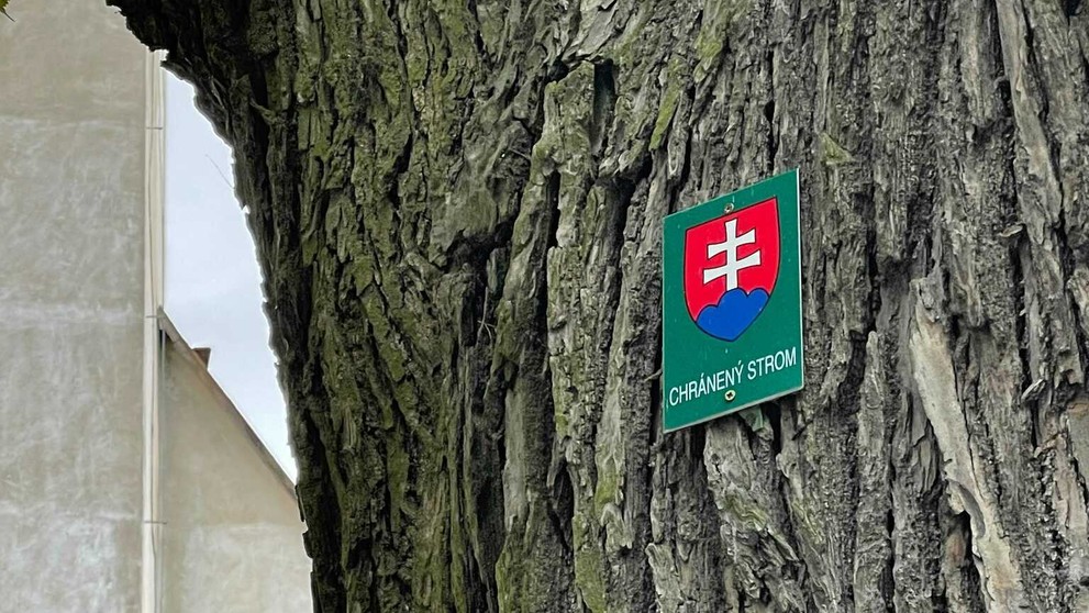 Záber na 460-ročný strom.