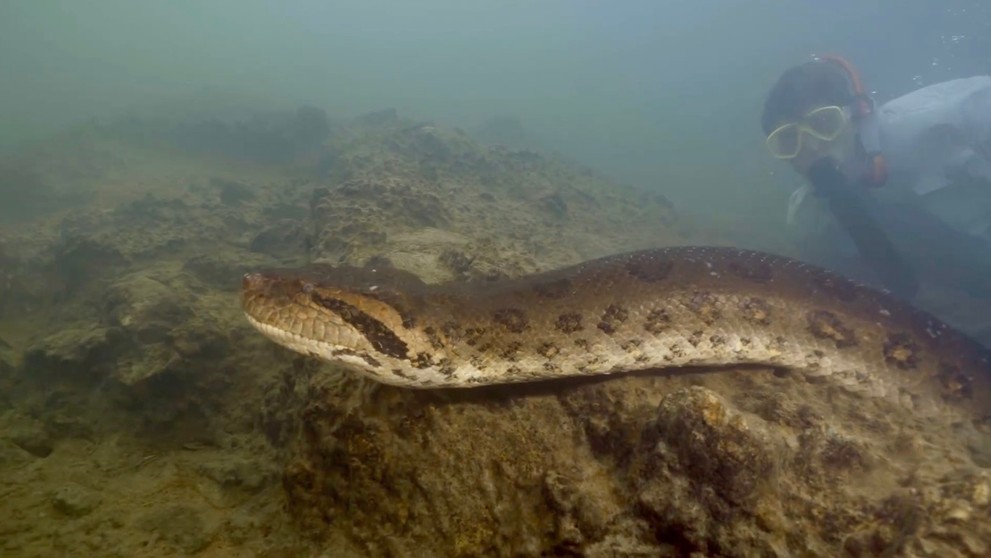 Objavili nový druh anakondy zelenej.