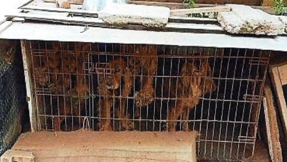 Týrané psy z Chynorian.