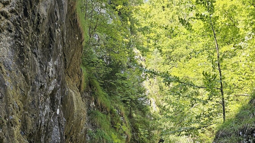 Krava uviazla na ferate.