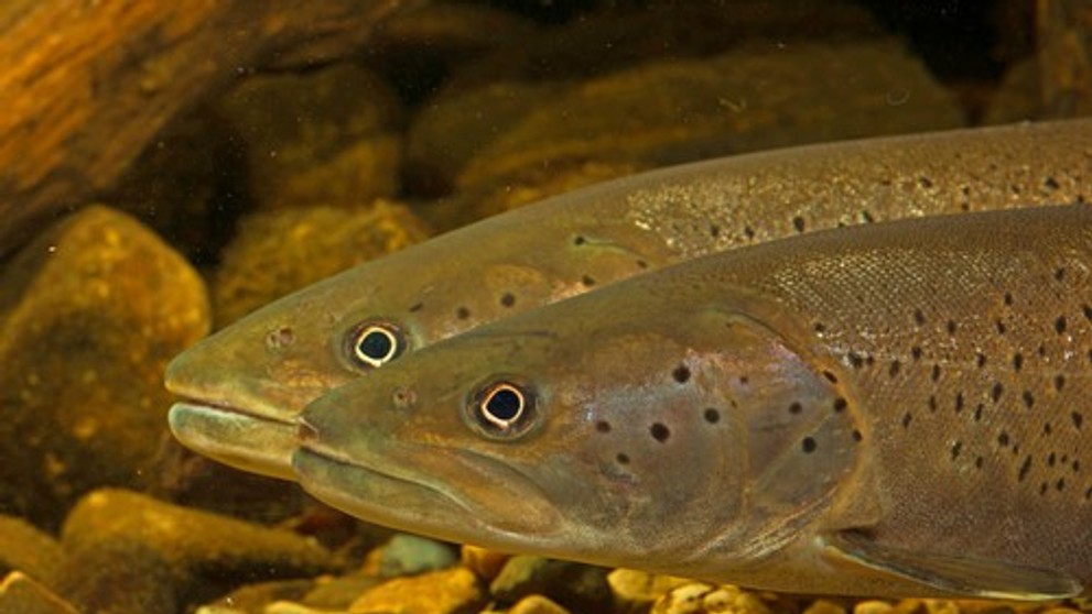 Hlavátka podunajská (lat. hucho hucho)