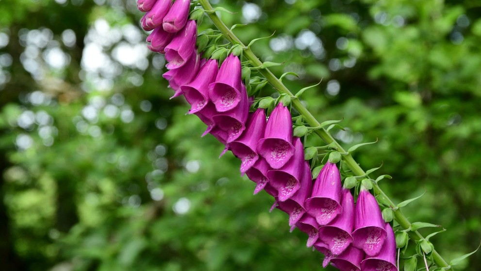 Náprstník červený (lat Digitalis purpurea).