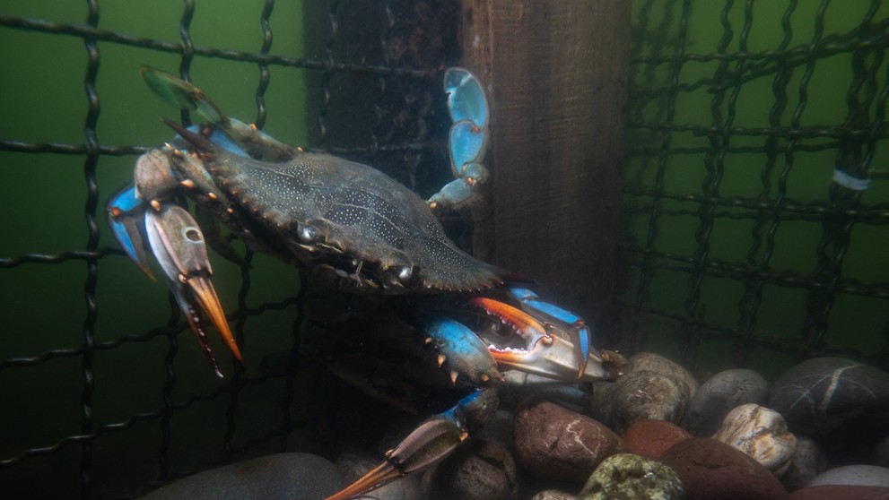 Krab modrý (lat. Callinectes sapidus).