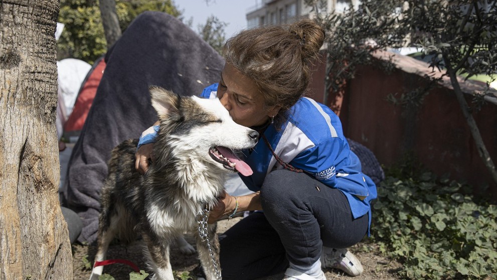 Sibírsky husky Alex v opatere dobrovoľníčky.