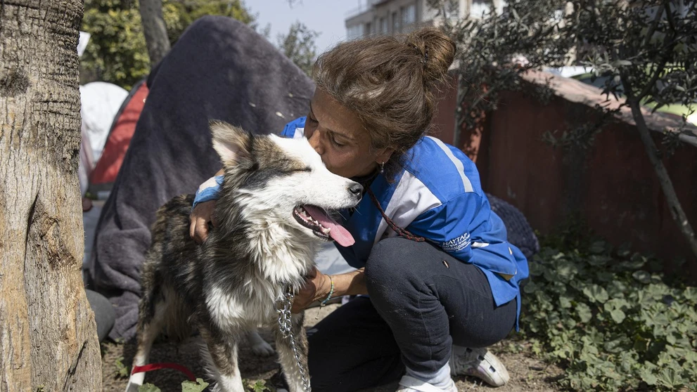 Sibírsky husky Alex v opatere dobrovoľníčky.