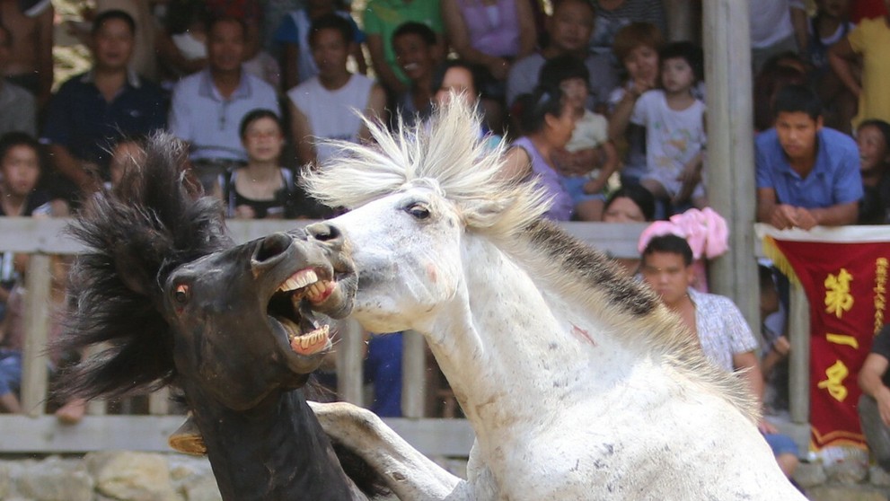 Na súboje chovajú stovky koní.