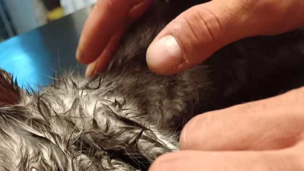 Mačiatko sa uvarilo pod kapotou auta.