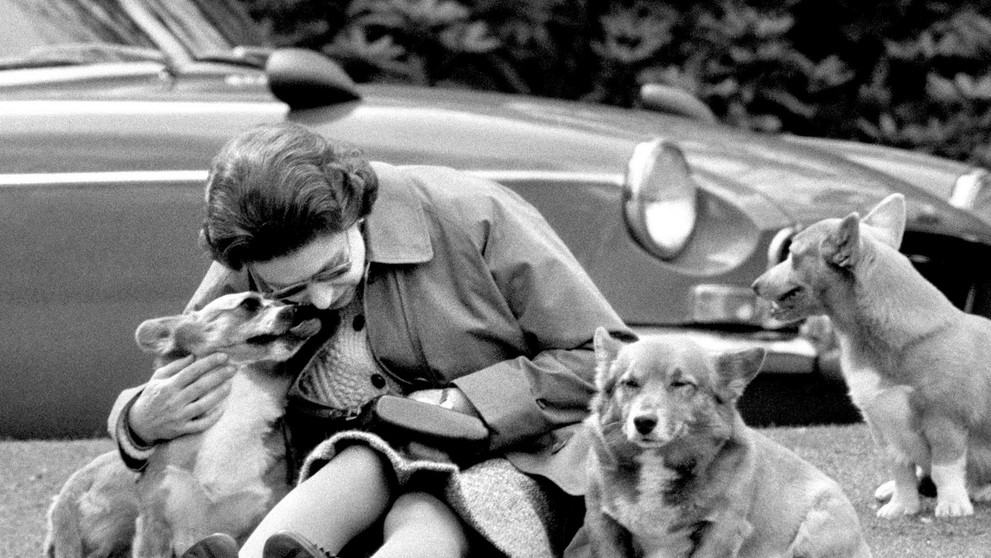 Na archívnej snímke z 12. mája 1973 britská kráľovná Alžbeta II. so svojimi psami plemena corgi vo Windsore. 