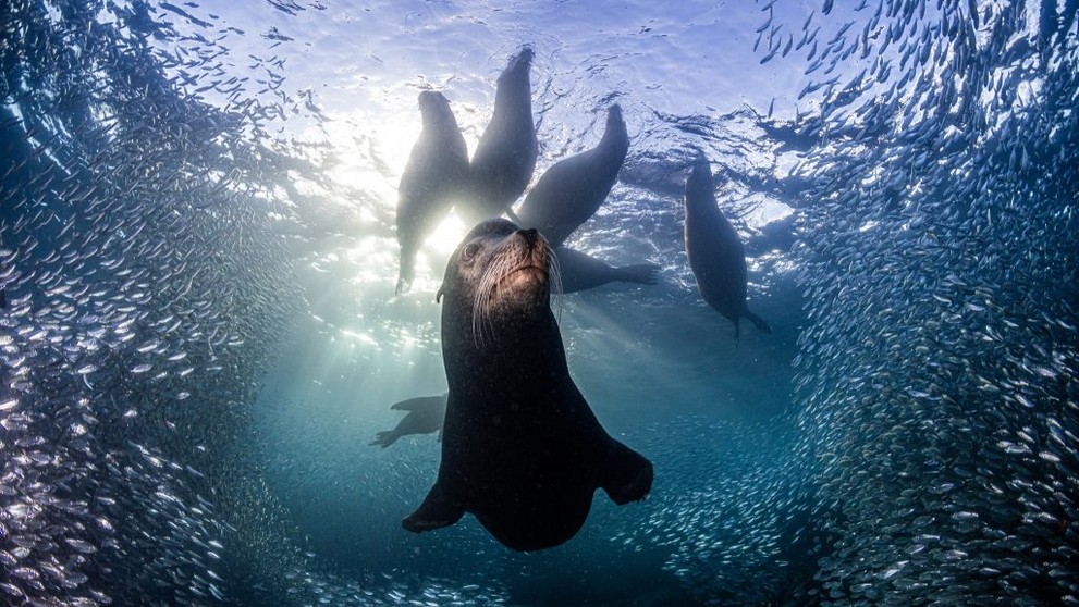 Víťaz kategórie Portréty z divočiny