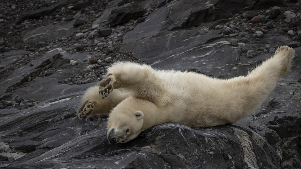 Medveď biely na súostroví Špicbergy zachytený na fotoaparát vedeckej výpravy z Turecka. 