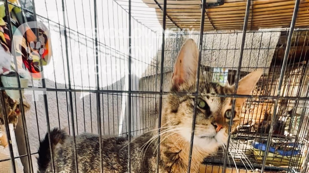 Zvieratá žili v otrasných podmienkach