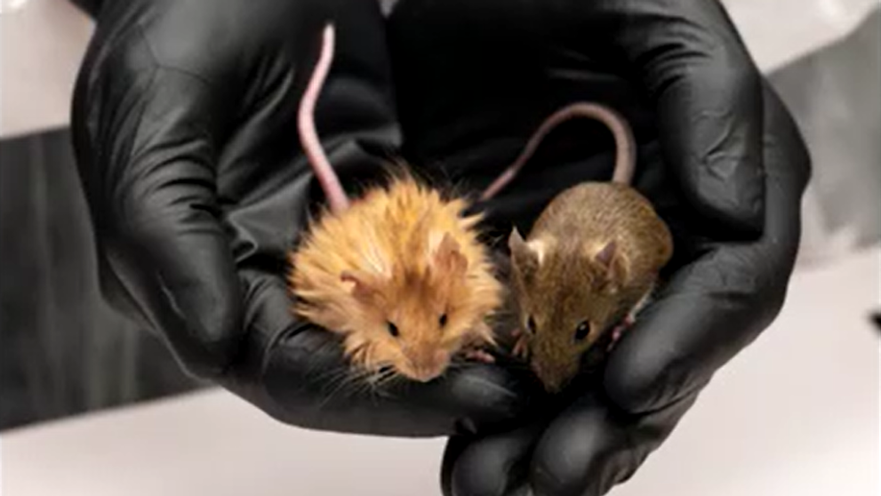 Vedci umelo vytvorili myši s mamuťou srsťou