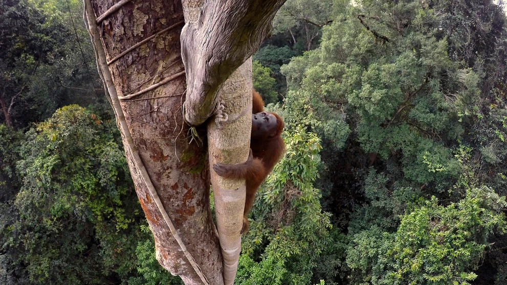 Snímka "Tough Times for Orangutans" od fotografa Tima Lamana, ktorá získala prvú cenu v kategórii Príroda.