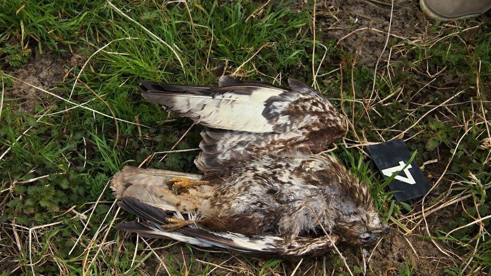 Uhynutý dravec pri Holíči.