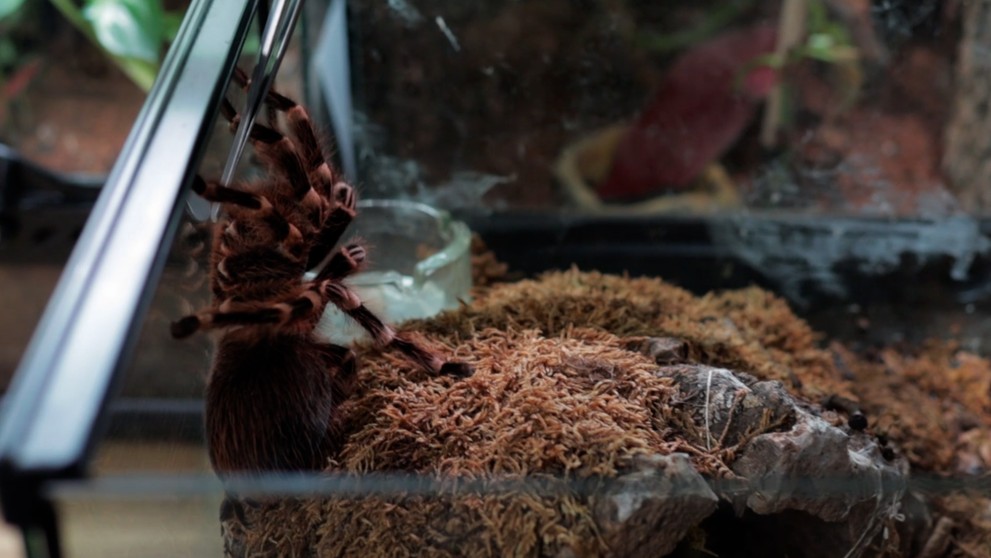 Dominikova zbierka obsahuje asi dvetisíc pavúkov.