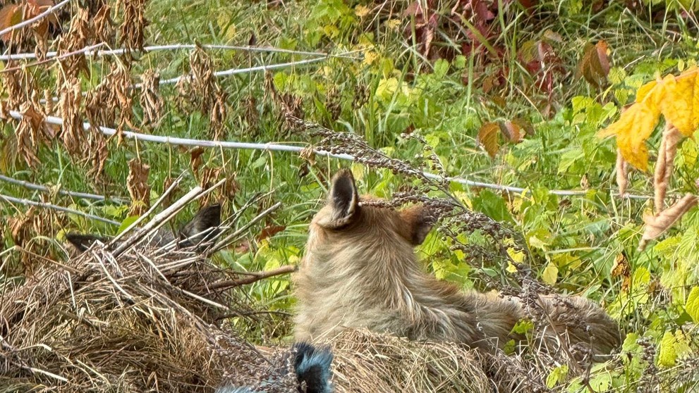 Psy z Černobyľu, ktorých srsť nadobudla jasne modrý odtieň.