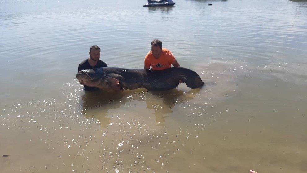 Kapitálny sumec z Dunaja.