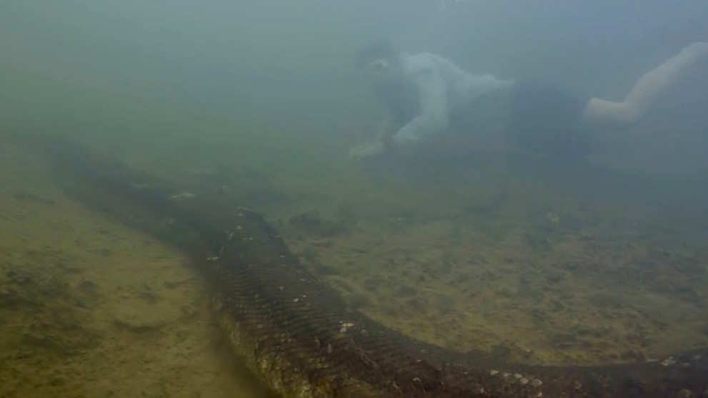 Objavili nový druh anakondy zelenej.