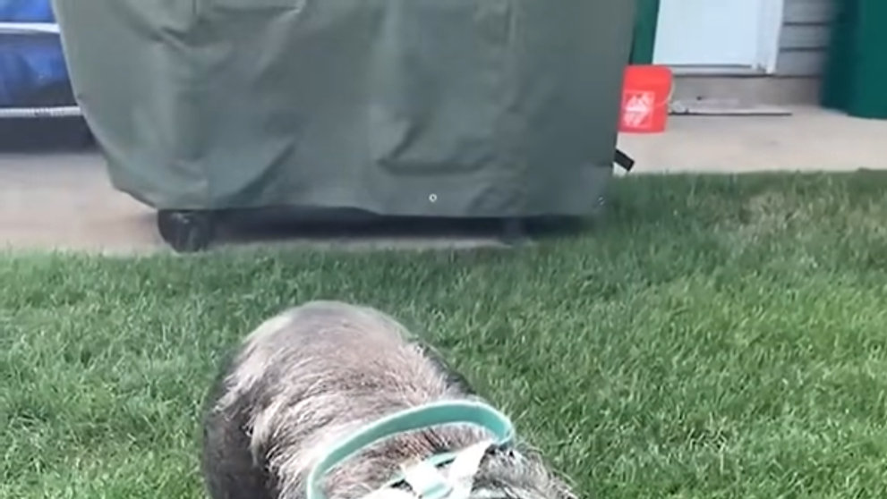 Prasiatko Norbert jazdí na skateboarde