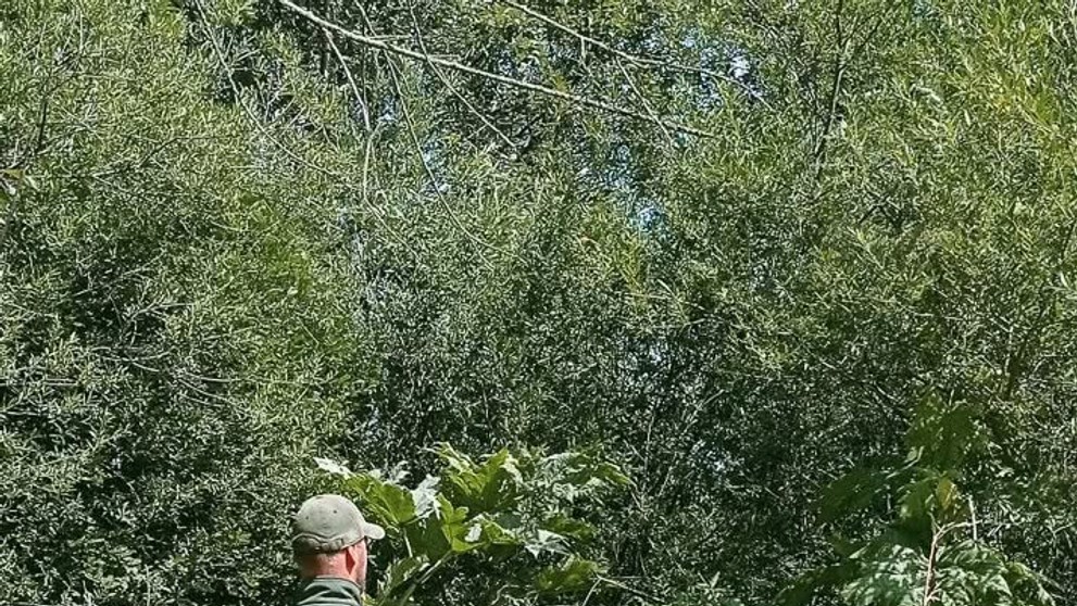 Boľševník sa rozšíril na Hornej Orave.
