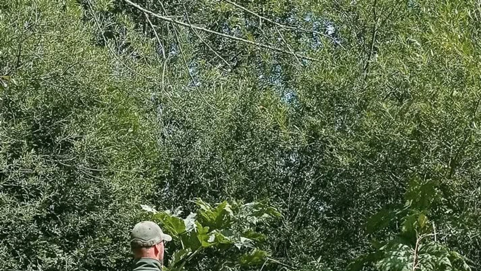 Boľševník sa rozšíril na Hornej Orave.