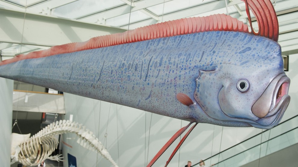 Regalecus glesne (atrapa).