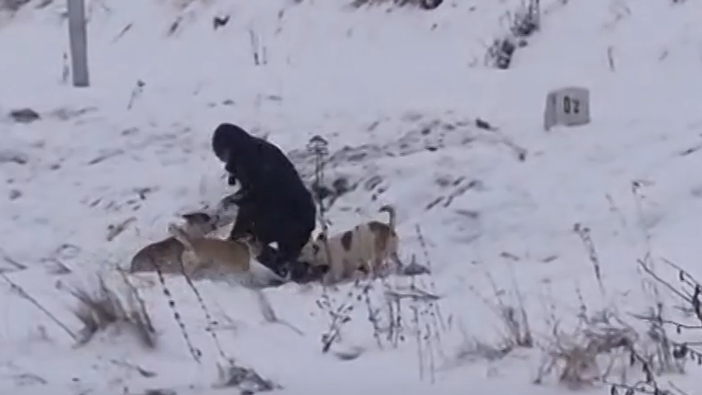 Muža napadli psy pod Tatrami.